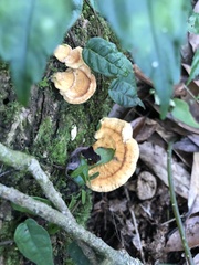 Hexagonia tenuis