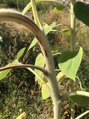 Diplazon laetatorius