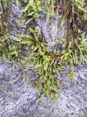Homalothecium sericeum