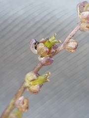 Triglochin laxiflora