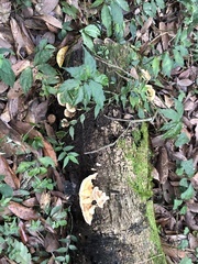 Hexagonia tenuis