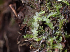 Lophocolea bidentata