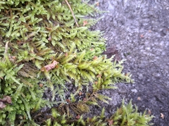 Homalothecium sericeum