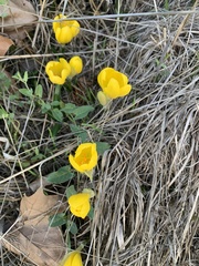 Sternbergia lutea
