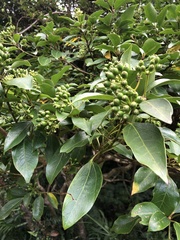 Dendropanax dentiger