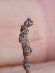 Triglochin laxiflora