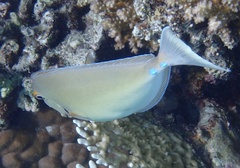 Naso unicornis