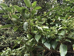 Dendropanax dentiger