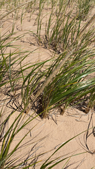 Ammophila breviligulata