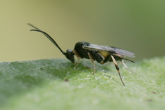 Microgastrinae