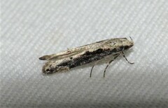 Coleotechnites florae