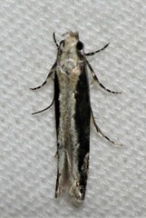 Coleotechnites florae