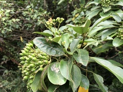 Dendropanax dentiger