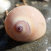 Bladder Moon Snail - Photo (c) sea-kangaroo, some rights reserved (CC BY-NC-ND), uploaded by sea-kangaroo