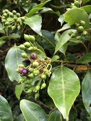 Dendropanax dentiger