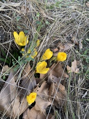 Sternbergia lutea