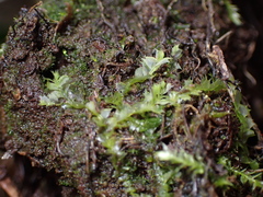 Lophocolea bidentata