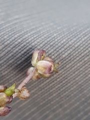 Triglochin laxiflora