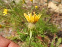 Crepis commutata