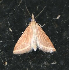 Microtheoris ophionalis