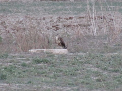 Buteo buteo