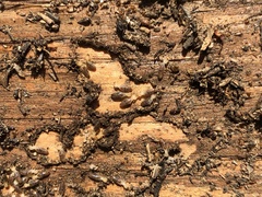 Reticulitermes hesperus