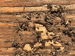 Reticulitermes hesperus