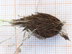 Triglochin laxiflora