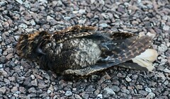 Antrostomus arizonae