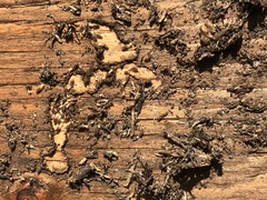 Reticulitermes hesperus