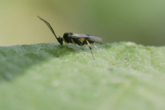 Microgastrinae