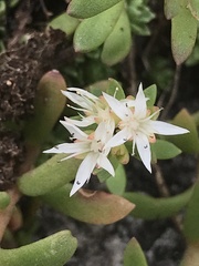 Sedum