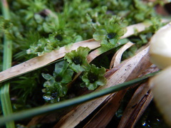 Rhizomnium punctatum