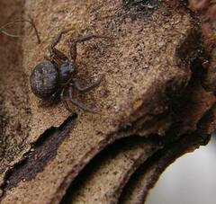 Bassaniana utahensis