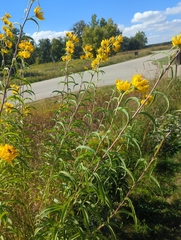 Helianthus grosseserratus