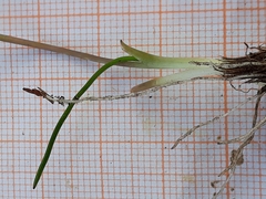 Triglochin laxiflora