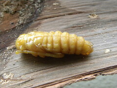 Deretrachys juvencus