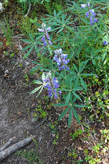 Lupinus arcticus
