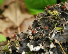 Peltigera elisabethae