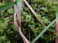 Rhizomnium punctatum