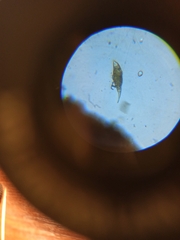 Ciliophora