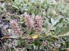 Salix glauca