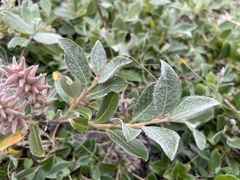 Salix glauca