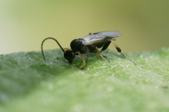 Microgastrinae