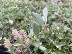 Salix glauca