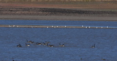 Larus delawarensis
