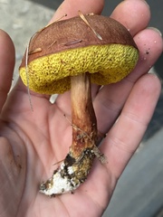 Aureoboletus