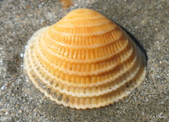 Veneridae