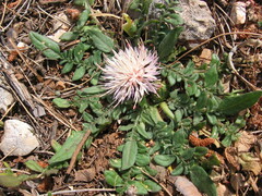 Centaurea raphanina