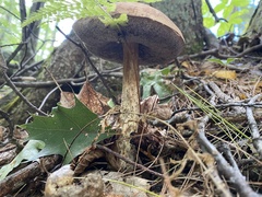 Aureoboletus